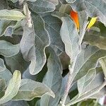 Solanum pseudocapsicum Blatt