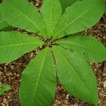Magnolia fraseri Leaf