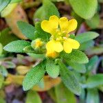 Alyssum alyssoides Fleur