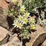 Malesherbia lirana Flor
