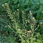 Capsella bursa-pastoris 整株植物