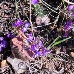 Polygala microphylla 花