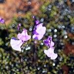 Utricularia livida Blomma