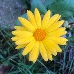 Calendula suffruticosa Blüte