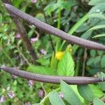 Senna occidentalis Плод