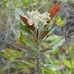 Argophyllum acinetochromum Fleur