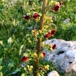 Scrophularia lucida Flower