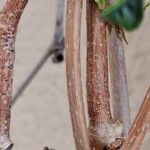 Parthenocissus inserta Bark