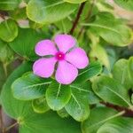 Catharanthus roseusफूल