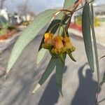 Eucalyptus torquataΦρούτο