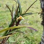 Maxillaria porrecta Levél