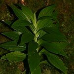 Ixanthus viscosus Otro