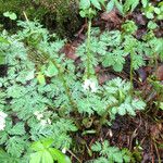 Dicentra canadensis 形態