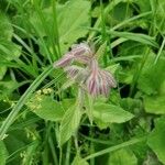 Borago officinalisKvět