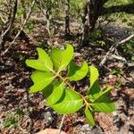 Protium heptaphyllum Leaf