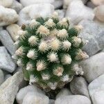 Pediocactus knowltonii Leaf