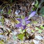 Gentianella germanica Flor