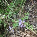 Vicia ludoviciana Hábito