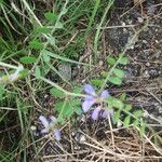 Vicia ludoviciana Habitat