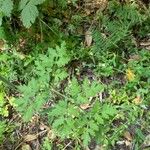 Peucedanum oreoselinum Leaf