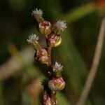 Triglochin palustris Fruit