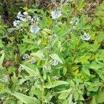 Cynoglossum amabile Συνήθη χαρακτηριστικά