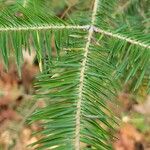 Abies grandis Blatt