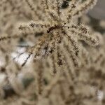 Monosis conferta Flor