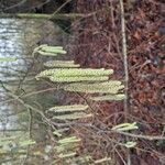 Corylus avellana Flor