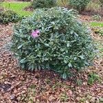 Rhododendron argyrophyllum Habit