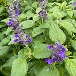 Salvia farinacea Облик