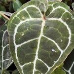 Anthurium crystallinum Hoja