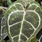 Anthurium crystallinum List