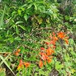 Crocosmia × crocosmiifloraFlower