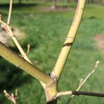 Acer circinatum বাকল