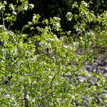 PrunusΣυνήθη χαρακτηριστικά
