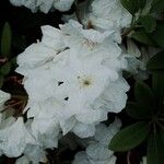 Rhododendron decorum Flor