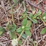 Gomphrena celosioides পাতা