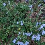 Prostanthera cuneata Çiçek