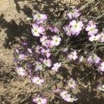 Marcus-kochia littorea Flower