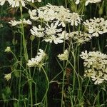 Orlaya grandiflora 形態