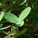 Trifolium ochroleucon Leht