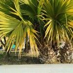 Livistona chinensis Folha