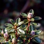 Rhododendron chamaethomsonii Blatt