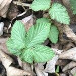 Rubus camptostachys 葉