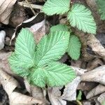 Rubus camptostachys Folha