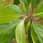 Cornus peruviana Hoja