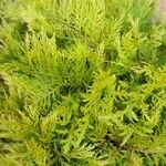 Myriophyllum verticillatum Foglia