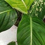 Dieffenbachia oerstedii Liść