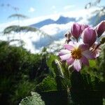 Sparrmannia ricinocarpa Žiedas